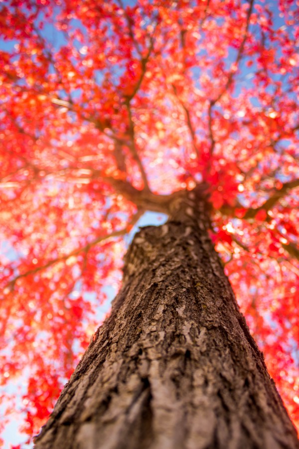 THE RED TREE by ALL ABOUT YOU ART